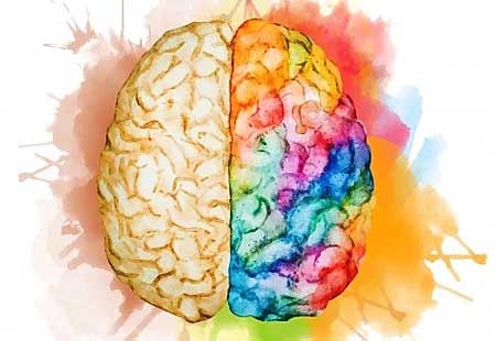 Image of a human brain